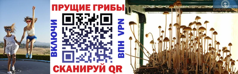 Псилоцибиновые грибы мицелий  где купить наркоту  Тбилисская 